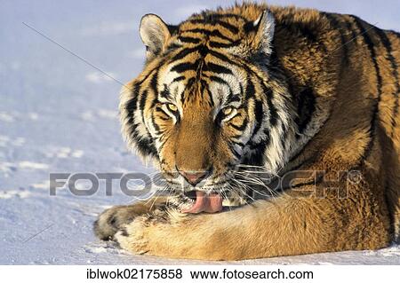 Stock Photo - Siberian Tiger (Panthera tigris altaica), in the snow, Siberia Tiger Park, Harbin, China, Asia. Fotosearch