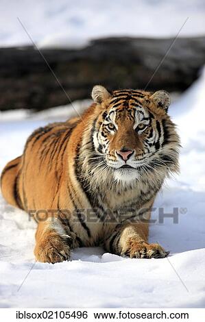 Stock Photograph - Siberian tiger (Panthera tigris altaica), snow, captive, Montana, USA, North America. Fotosearch