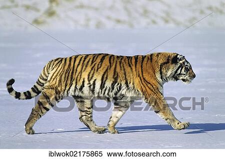 Siberian Tiger (Panthera tigris altaica), in the snow, Siberia Tiger Park, Harbin, China, Asia View Large Photo Image Stock Photography - Siberian Tiger (Panthera tigris altaica), in the snow, Siberia Tiger Park, Harbin, China, Asia. Fotosearch