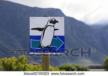 Sign with an African Penguin, Betty's Bay, South Africa, Africa View Large Photo Image Stock Image - Sign with an African Penguin, Betty's Bay, South Africa, Africa. Fotosearch