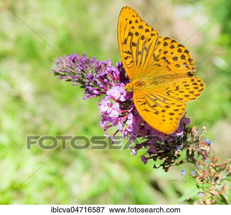 Silver-washed fritillary or (Argynnis paphia) drinks nectar on common summer lilac (Buddleja davidii), Mecklenburg-Western Pomerania, Germany, Europe View Large Photo Image Stock Photo - Silver-washed fritillary or (Argynnis paphia) drinks nectar on common summer lilac (Buddleja davidii), Mecklenburg-Western Pomerania, Germany, Europe. Fotosearch