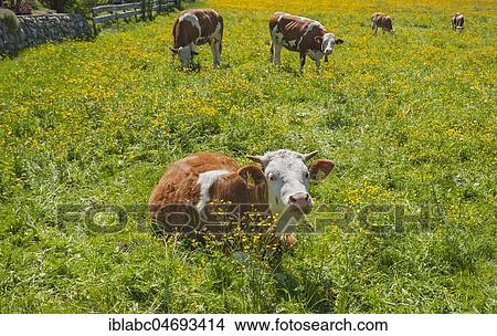 Simmental cattle on pasture, spring meadow with yellow buttercups, Upper Bavaria, Bavaria, Germany, Europe View Large Photo Image Picture - Simmental cattle on pasture, spring meadow with yellow buttercups, Upper Bavaria, Bavaria, Germany, Europe. Fotosearch