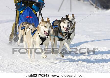 Sled dog race on snow, in Lenk, Bern, Switzerland, Europe View Large Photo Image Stock Image - Sled dog race on snow, in Lenk, Bern, Switzerland, Europe. Fotosearch