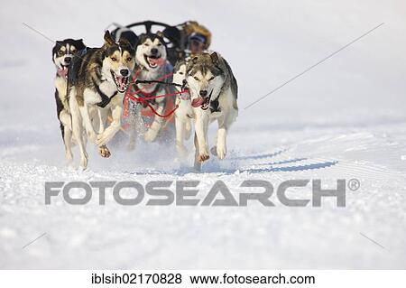 Sled dog race on snow, in Lenk, Bern, Switzerland, Europe View Large Photo Image Stock Photo - Sled dog race on snow, in Lenk, Bern, Switzerland, Europe. Fotosearch