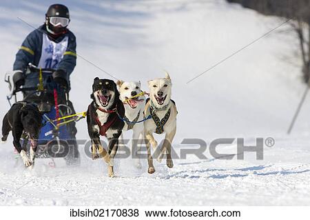 Sled dog race on snow, in Lenk, Bern, Switzerland, Europe View Large Photo Image Stock Photo - Sled dog race on snow, in Lenk, Bern, Switzerland, Europe. Fotosearch