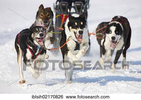 Sled dog race on snow, in Lenk, Bern, Switzerland, Europe View Large Photo Image Stock Photograph - Sled dog race on snow, in Lenk, Bern, Switzerland, Europe. Fotosearch