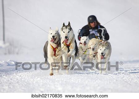 Sled dog race on snow, in Lenk, Bern, Switzerland, Europe View Large Photo Image Stock Photography - Sled dog race on snow, in Lenk, Bern, Switzerland, Europe. Fotosearch