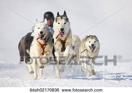 Sled dog race on snow, in Lenk, Switzerland, Europe View Large Photo Image Stock Photograph - Sled dog race on snow, in Lenk, Switzerland, Europe. Fotosearch