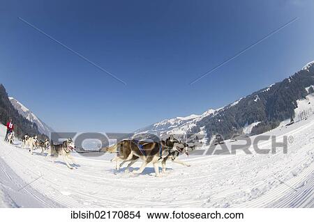 Sled dog race on snow, Lenk, Canton Bern, Switzerland, Europe View Large Photo Image Picture - Sled dog race on snow, Lenk, Canton Bern, Switzerland, Europe. Fotosearch