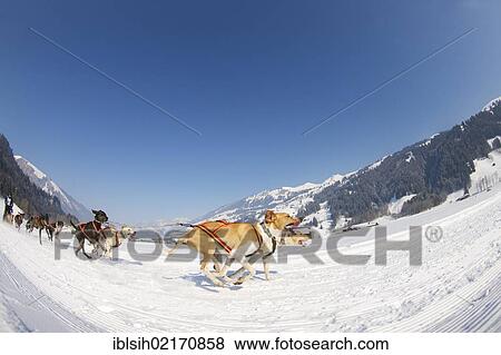 Sled dog race on snow, Lenk, Canton Bern, Switzerland, Europe View Large Photo Image Stock Photo - Sled dog race on snow, Lenk, Canton Bern, Switzerland, Europe. Fotosearch
