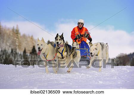 Sled dog team on snow, Unterjoch, Allgaeu, Bavaria, Germany, Europe View Large Photo Image Stock Photo - Sled dog team on snow, Unterjoch, Allgaeu, Bavaria, Germany, Europe. Fotosearch