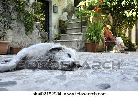 Sleeping dog in front of a house, main street, Via Garibaldi, the medieval town of Vecchia Calcata, valley of Valle del Treja, Lazio, Italy, Europe View Large Photo Image Picture - Sleeping dog in front of a house, main street, Via Garibaldi, the medieval town of Vecchia Calcata, valley of Valle del Treja, Lazio, Italy, Europe. Fotosearch