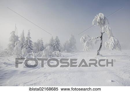 Small, snow-covered birch tree on Mt Kniebis in the northern Black Forest in high fog, Black Forest, Baden-Wuerttemberg, Germany, Europe View Large Photo Image Stock Photography - Small, snow-covered birch tree on Mt Kniebis in the northern Black Forest in high fog, Black Forest, Baden-Wuerttemberg, Germany, Europe. Fotosearch