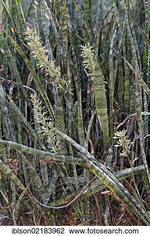 Snake Plant (Sansevieria trifasciata), succulents, flowering, Berenty Reserve, Madagascar, Africa View Large Photo Image Stock Image - Snake Plant (Sansevieria trifasciata), succulents, flowering, Berenty Reserve, Madagascar, Africa. Fotosearch