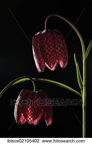 Stock Image - Snake's head fritillary, Checkered daffodil, Chess flower (Fritillaria meleagris), flowers, poisonous plant, Germany, Europe. Fotosearch