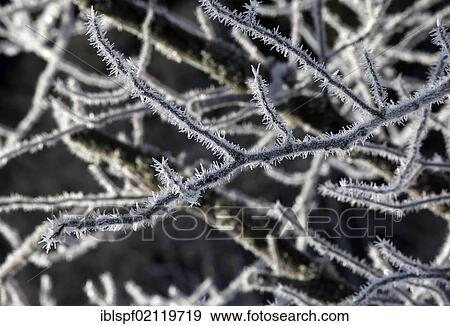 Snow-covered branches, Hinterzarten, Baden-Wuerttemberg, Black Forest, Germany, Europe View Large Photo Image Stock Photo - Snow-covered branches, Hinterzarten, Baden-Wuerttemberg, Black Forest, Germany, Europe. Fotosearch