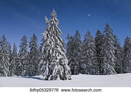 Snow-covered fir trees at night, Switzerland, Europe View Large Photo Image Stock Photograph - Snow-covered fir trees at night, Switzerland, Europe. Fotosearch