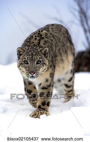 Stock Photo - Snow leopard (Uncia uncia), adult, snow, captive, Montana, USA, North America. Fotosearch