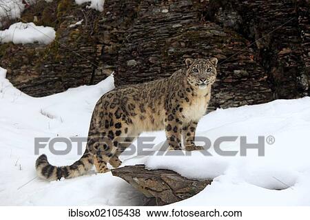 Snow leopard (Uncia uncia), adult, foraging, snow, captive, Montana, USA, North America View Large Photo Image Stock Photo - Snow leopard (Uncia uncia), adult, foraging, snow, captive, Montana, USA, North America. Fotosearch