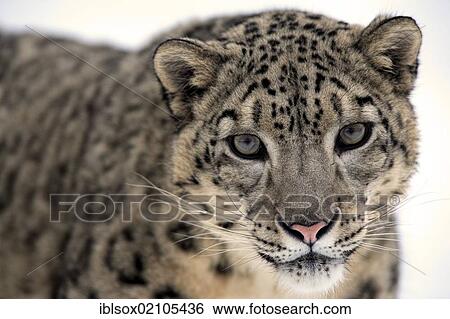 Snow leopard (Uncia uncia), adult, portrait, snow, captive, Montana, USA, North America View Large Photo Image Stock Photograph - Snow leopard (Uncia uncia), adult, portrait, snow, captive, Montana, USA, North America. Fotosearch