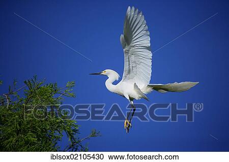 Snowy egret (Egretta thula), adult in flight, Florida, USA, North America View Large Photo Image Stock Image - Snowy egret (Egretta thula), adult in flight, Florida, USA, North America. Fotosearch