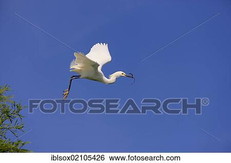 Stock Photograph - Snowy egret (Egretta thula), adult in flight, Florida, USA, North America. Fotosearch