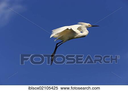Snowy egret (Egretta thula), adult in flight, Florida, USA, North America View Large Photo Image Stock Photography - Snowy egret (Egretta thula), adult in flight, Florida, USA, North America. Fotosearch