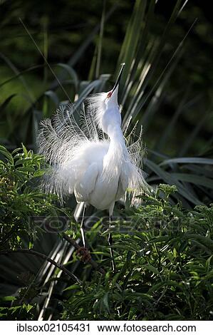 Stock Image - Snowy egret (Egretta thula), adult, on tree, breeding plumage, courtship, Florida, USA, North America. Fotosearch