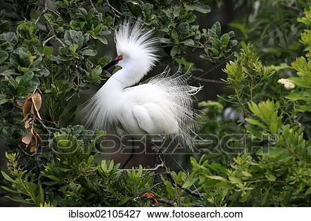 Stock Photo - Snowy egret (Egretta thula), adult, on tree, breeding plumage, Florida, USA, North America. Fotosearch