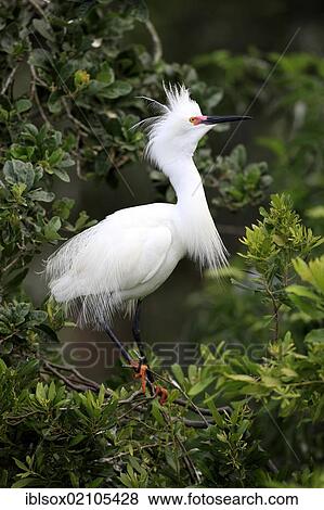 Stock Photo - Snowy egret (Egretta thula), adult, on tree, breeding plumage, Florida, USA, North America. Fotosearch