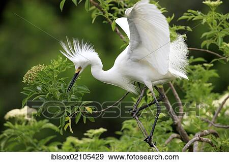 Snowy egret (Egretta thula), adult, on tree, breeding plumage, Florida, USA, North America View Large Photo Image Stock Photo - Snowy egret (Egretta thula), adult, on tree, breeding plumage, Florida, USA, North America. Fotosearch