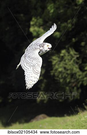 Snowy owl (Nyctea scandiaca), adult in flight, Germany, Europe View Large Photo Image Picture - Snowy owl (Nyctea scandiaca), adult in flight, Germany, Europe. Fotosearch