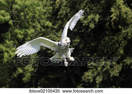 Snowy owl (Nyctea scandiaca), adult in flight, Germany, Europe View Large Photo Image Stock Photography - Snowy owl (Nyctea scandiaca), adult in flight, Germany, Europe. Fotosearch