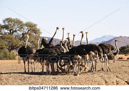 South African ostriches (Struthio camelus australis) in an ostrich farm feeding, Tiras Mountains, Farm Koiimasis, Namibia, Africa View Large Photo Image Stock Photograph - South African ostriches (Struthio camelus australis) in an ostrich farm feeding, Tiras Mountains, Farm Koiimasis, Namibia, Africa. Fotosearch