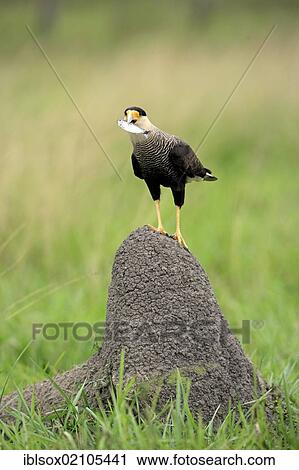 Stock Image - Southern crested caracara (Polyborus plancus), adult, on termite mound, with prey, fish, Pantanal, Brazil, South America. Fotosearch