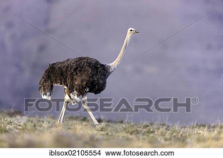 Southern Ostrich (Struthio camelus australis), female, Mountain Zebra National Park, South Africa, Africa View Large Photo Image Picture - Southern Ostrich (Struthio camelus australis), female, Mountain Zebra National Park, South Africa, Africa. Fotosearch