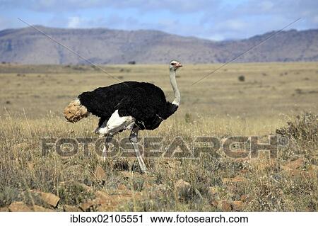 Southern Ostrich (Struthio camelus australis), male, Mountain Zebra National Park, South Africa, Africa View Large Photo Image Stock Image - Southern Ostrich (Struthio camelus australis), male, Mountain Zebra National Park, South Africa, Africa. Fotosearch