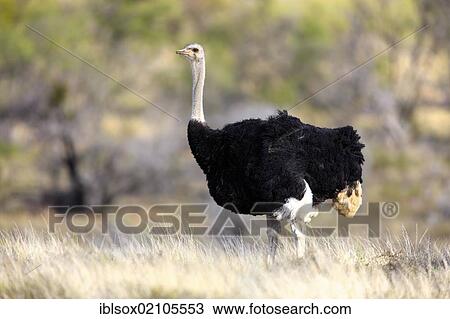 Southern Ostrich (Struthio camelus australis), male, Mountain Zebra National Park, South Africa, Africa View Large Photo Image Stock Image - Southern Ostrich (Struthio camelus australis), male, Mountain Zebra National Park, South Africa, Africa. Fotosearch