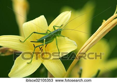 Stock Image - Speckled bush-cricket (Leptophyes punctatissima) on flower, Germany, Europe. Fotosearch
