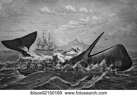Sperm whale being hunted by whalers, historical woodcut, circa 1870 View Large Photo Image Stock Photo - Sperm whale being hunted by whalers, historical woodcut, circa 1870. Fotosearch