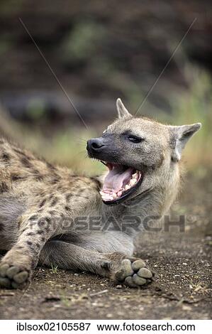 Spotted Hyena or Laughing Hyena (Crocuta crocuta), adult, yawning, Kruger National Park, South Africa, Africa View Large Photo Image Stock Photo - Spotted Hyena or Laughing Hyena (Crocuta crocuta), adult, yawning, Kruger National Park, South Africa, Africa. Fotosearch