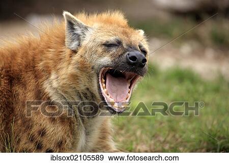 Stock Photo - Spotted Hyena or Laughing Hyena (Crocuta crocuta), adult, yawning, Kruger National Park, South Africa, Africa. Fotosearch