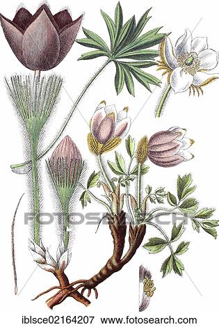 Spring Pasque flower (Pulsatilla vernalis) on the left and Eastern pasqueflower, prairie smoke (Anemone patens)on the right, medicinal plants, crop plants, chromolithography, about 1870 View Large Photo Image Stock Photo - Spring Pasque flower (Pulsatilla vernalis) on the left and Eastern pasqueflower, prairie smoke (Anemone patens)on the right, medicinal plants, crop plants, chromolithography, about 1870. Fotosearch