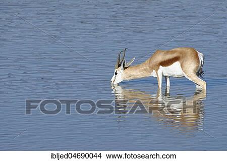 Springbok (Antidorcas marsupialis), adult male standing in water, drinking, Okaukuejo waterhole, Etosha National Park, Namibia, Africa View Large Photo Image Picture - Springbok (Antidorcas marsupialis), adult male standing in water, drinking, Okaukuejo waterhole, Etosha National Park, Namibia, Africa. Fotosearch