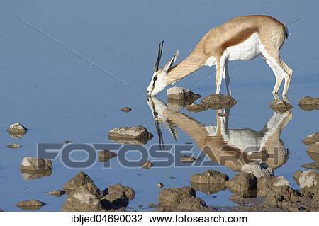 Springbok (Antidorcas marsupialis), adult female standing in water, drinking, Okaukuejo waterhole, Etosha National Park, Namibia, Africa View Large Photo Image Stock Image - Springbok (Antidorcas marsupialis), adult female standing in water, drinking, Okaukuejo waterhole, Etosha National Park, Namibia, Africa. Fotosearch