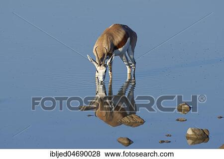 Springbok (Antidorcas marsupialis), adult female standing in water, drinking, Okaukuejo waterhole, Etosha National Park, Namibia, Africa View Large Photo Image Stock Photo - Springbok (Antidorcas marsupialis), adult female standing in water, drinking, Okaukuejo waterhole, Etosha National Park, Namibia, Africa. Fotosearch