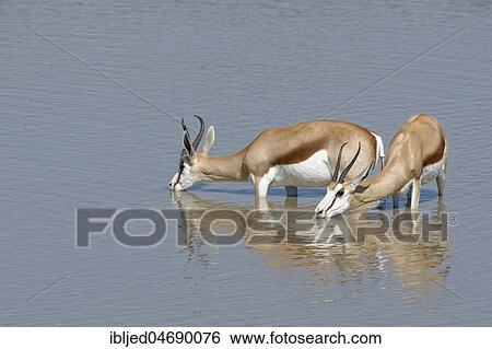 Springboks (Antidorcas marsupialis), male and female, standing in water, drinking, Okaukuejo waterhole, Etosha National Park, Namibia, Africa View Large Photo Image Stock Photograph - Springboks (Antidorcas marsupialis), male and female, standing in water, drinking, Okaukuejo waterhole, Etosha National Park, Namibia, Africa. Fotosearch
