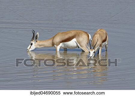 Stock Photography - Springboks (Antidorcas marsupialis), male and female, standing in water, drinking, Okaukuejo waterhole, Etosha National Park, Namibia, Africa. Fotosearch