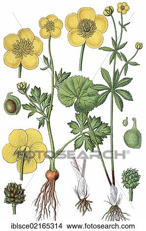 St Anthony's Turnip or Bulbous Buttercup (Ranunculus bulbosus), left, and Kashubian Buttercup (Ranunculus cassubicus), right, medicinal plant, useful plant, chromolithograph, circa 1790 View Large Photo Image Picture - St Anthony's Turnip or Bulbous Buttercup (Ranunculus bulbosus), left, and Kashubian Buttercup (Ranunculus cassubicus), right, medicinal plant, useful plant, chromolithograph, circa 1790. Fotosearch