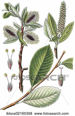 Stemwood (Salix glabra Scop. ), medicinal plant, useful plant, chromolithograph, circa 1790 View Large Photo Image Stock Photo - Stemwood (Salix glabra Scop. ), medicinal plant, useful plant, chromolithograph, circa 1790. Fotosearch